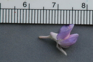 Lupinus caudatus ssp. caudatus