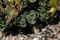 Draba asterophora var. asterophora