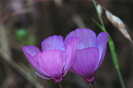 Clarkia cylindrica ssp. clavicarpa
