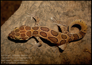 Kollegal Ground Gecko (specimen 2)