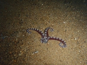 Thaumoctopus mimicus