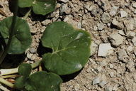 Eriogonum lemmonii