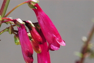Penstemon eatonii ssp. eatonii