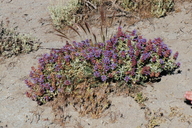 Salvia dorrii ssp. dorrii var. dorrii