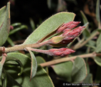 Arctostaphylos glandulosa ssp. crassifolia