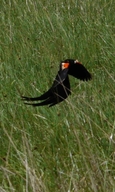Long-tailed Whydah