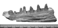 Hadrokkosaurus bradyi