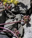 Lomatium roseanum