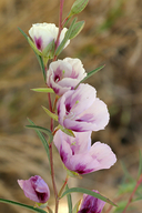 Clarkia speciosa ssp. polyantha
