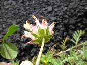 Trifolium virescens