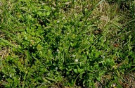 Veronica serpyllifolia ssp. humifusa