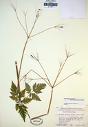 Osmorhiza purpurea