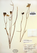 Perideridia leptocarpa