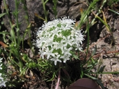 Navarretia leucocephala ssp. bakeri