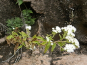 Ageratina paupercula