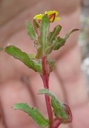 Camissoniopsis lewisii