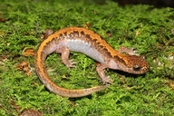 Onychodactylus tsukubaensis