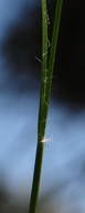 Luzula macrantha