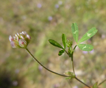 Trifolium bifidum var. decipiens