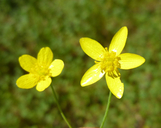 Ranunculus occidentalis var. occidentalis