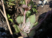 Echeveria chihuahuensis