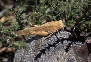 Toothed Dune Grasshopper