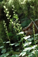 Leafy Mitrewort