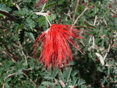 Calliandra californica
