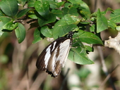 Papilio dardanus cenea