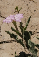 Bouchetia erecta