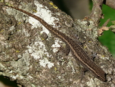 Lygodactylus capensis