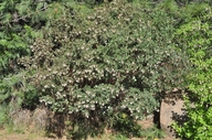Arctostaphylos manzanita ssp. wieslanderi