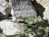 Galium hilendiae ssp. carneum