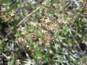 Galium hilendiae ssp. carneum