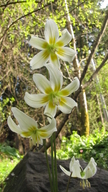 Citrus Fawn Lily