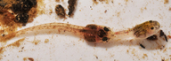 Phrynoglossus baluensis