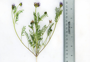 Astragalus didymocarpus var. milesianus
