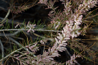 Tamarix parviflora