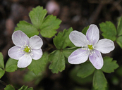 Anemone grayi