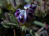 Trifolium lilacinum