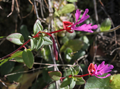 Clarkia concinna ssp. raichei