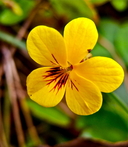 Viola sempervirens