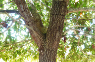 loquat leaf oak
