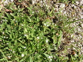 Richardia triococca ssp. tetracocca