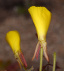 Camissonia kernensis ssp. kernensis