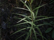 Verbesina longifolia