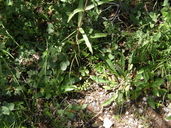 Penstemon barbatus ssp. torreyi