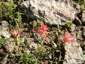 Castillega stenophylla