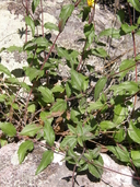 Wedelia chihuahuana