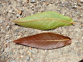 Loquat Leaf Oak